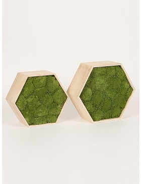 Rama hexagon muschi verde conservat