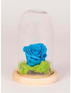 Trandafir conservat  in clopot de sticla cu platou de lemn