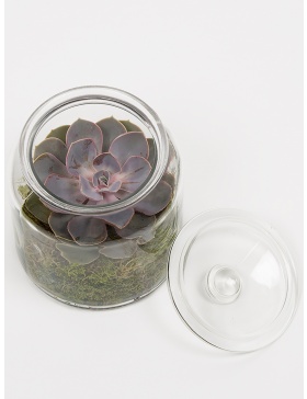 Terariu cu echeveria si muschi verde conservat