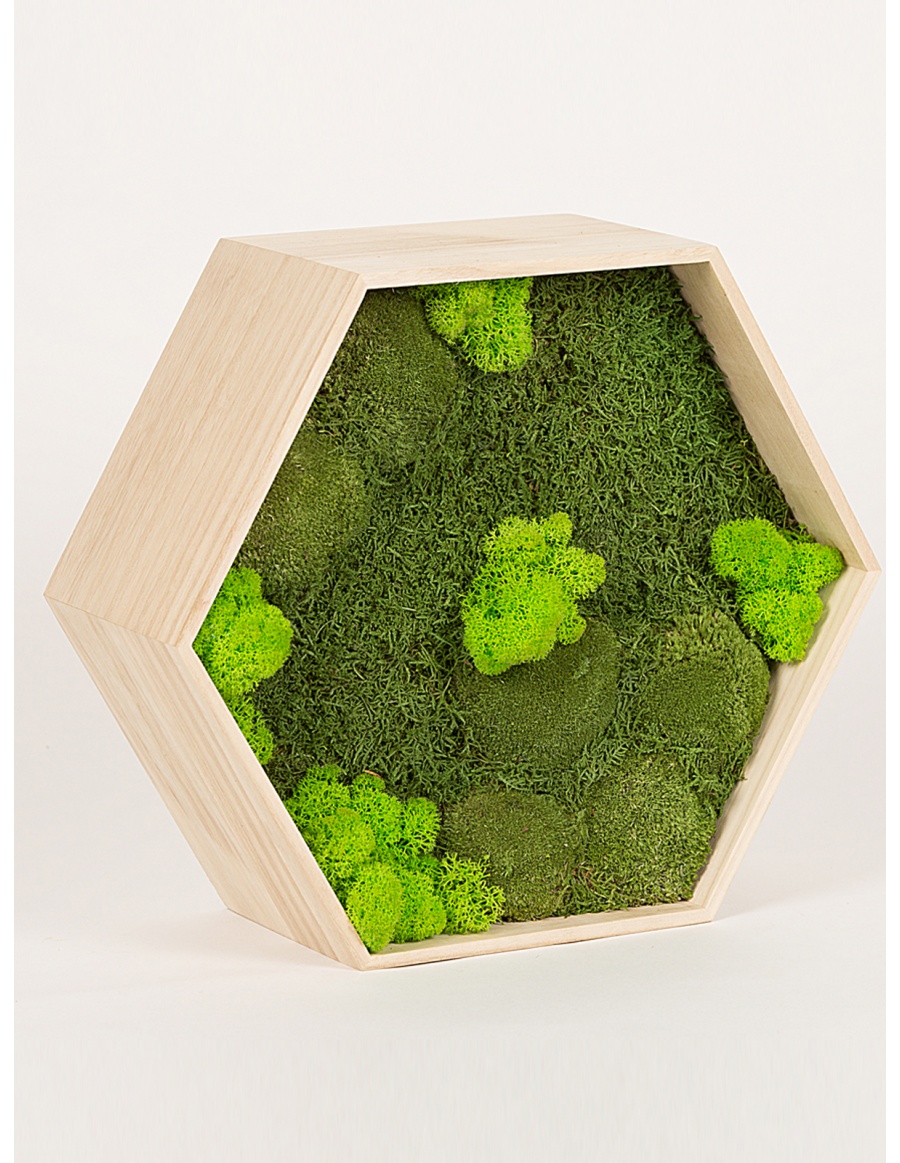Rama hexagon cu 3 tipuri de muschi verde conservat
